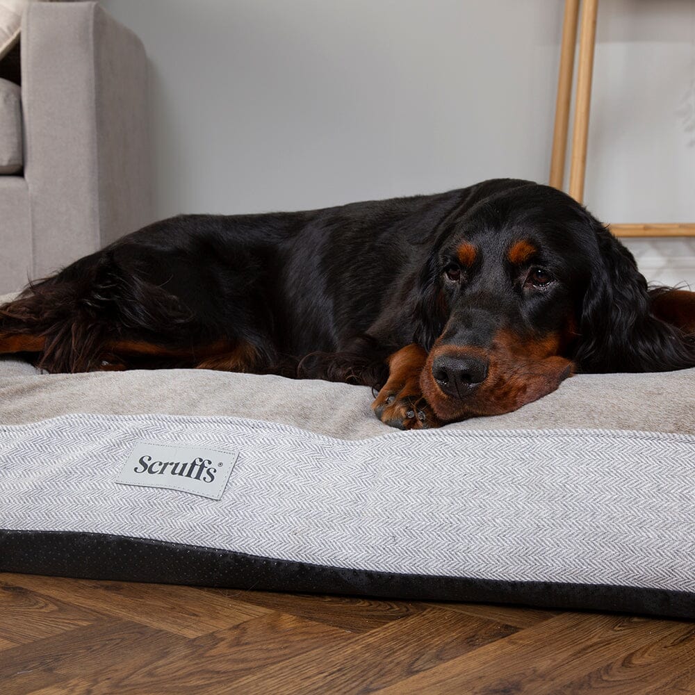 Harmony memory foam hot sale couch dog bed