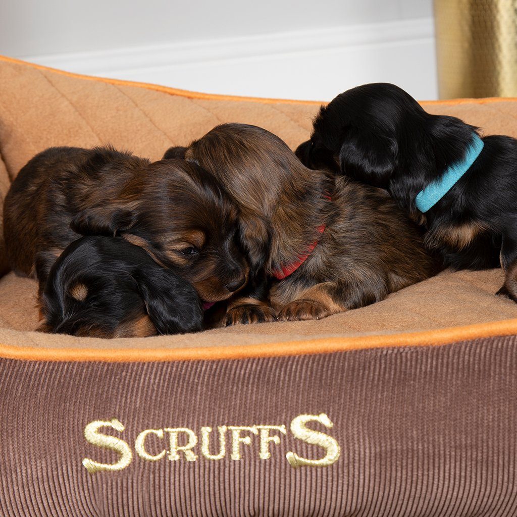 Scruffs® Thermal Box Pet Bed, Perfect for Cats and Dogs, Self