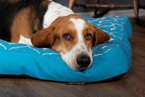 Scruffs® Officially Launch New Moroccan-Influenced Pet Bedding Collection