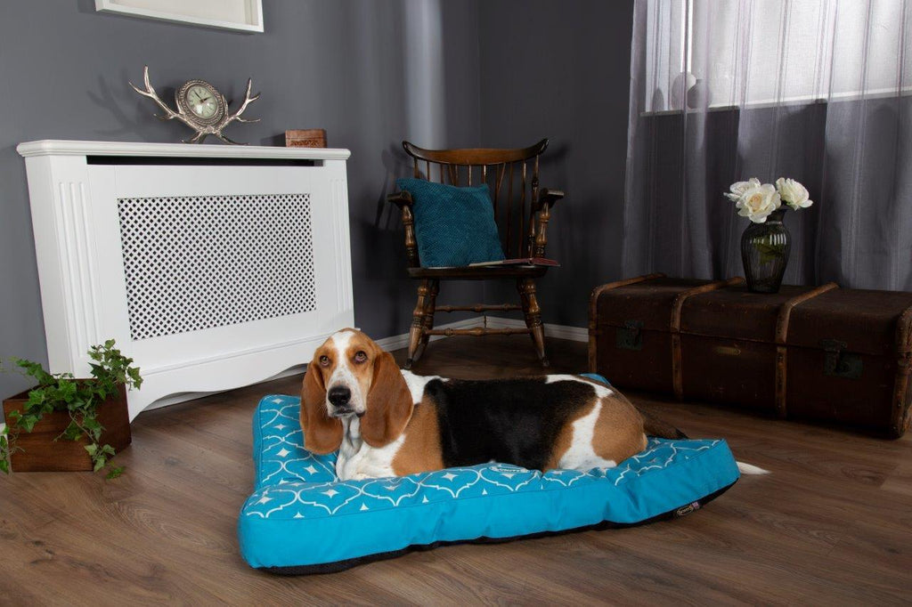 #ScruffsLoves: The New Casablanca Collection & Self-Cooling Beds Make Our Top List for June 2019