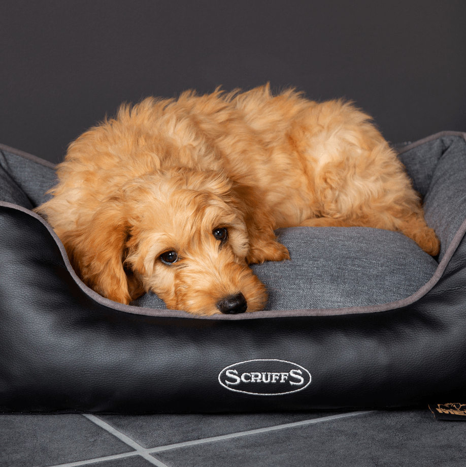 Why Choose A Memory Foam Dog Bed?