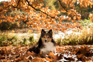 The Top 5 Pet Health Tips for Autumn