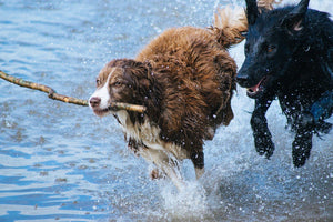 Water Safety for Dogs: 6 Tips for Keeping Your Pet Safe