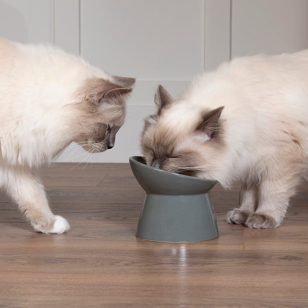 Elevated cat food bowl best sale