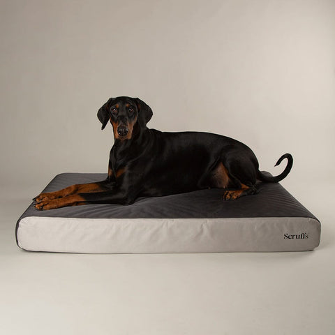 ArmourDillo Orthopaedic Dog Bed Dog Bed Scruffs® 