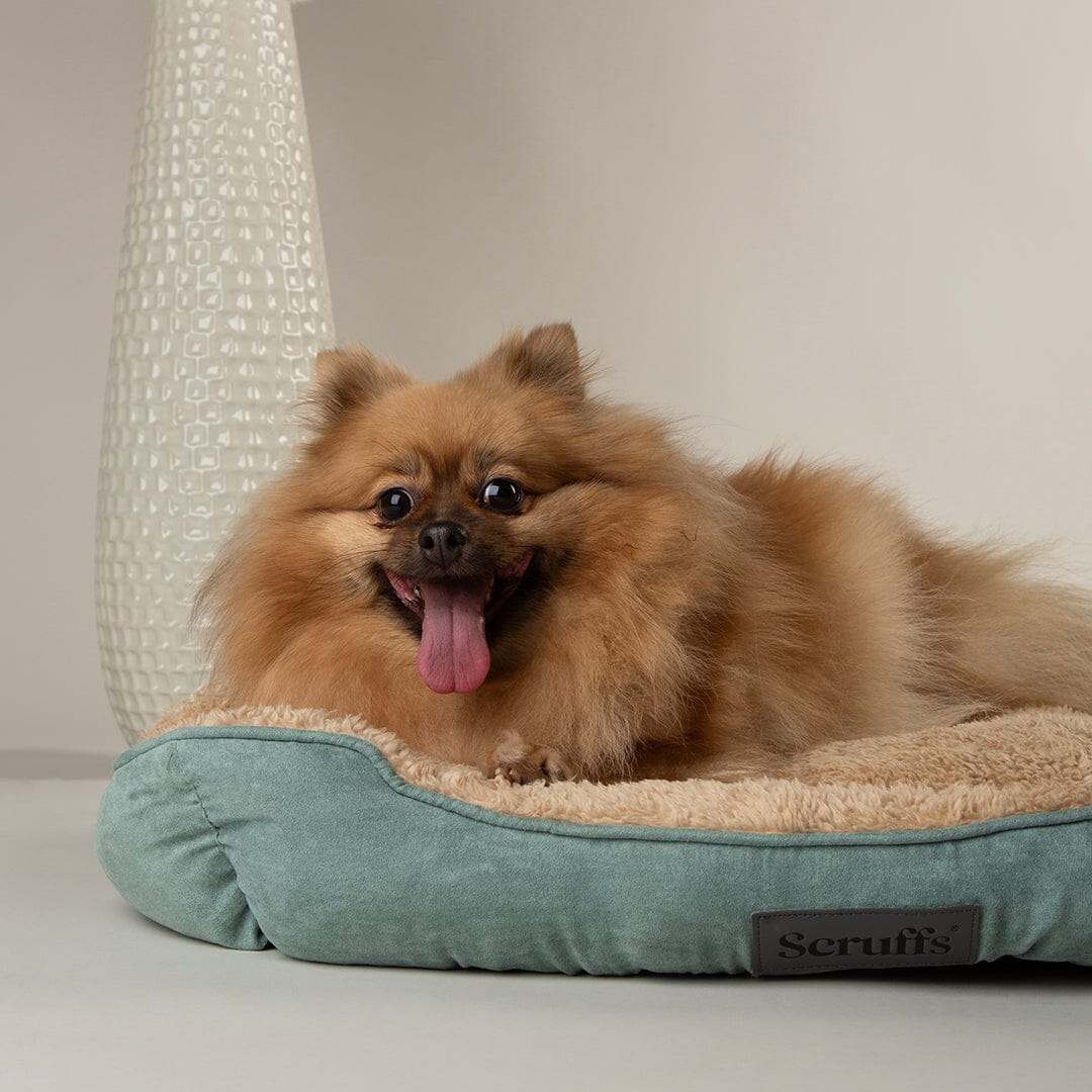 Cosy Soft-Walled Dog Bed - Sage Green Dog Bed Scruffs® 