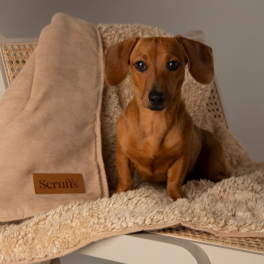 Heavy dog blanket sale