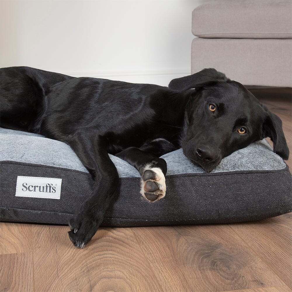 Memory foam mattress for dogs 2025