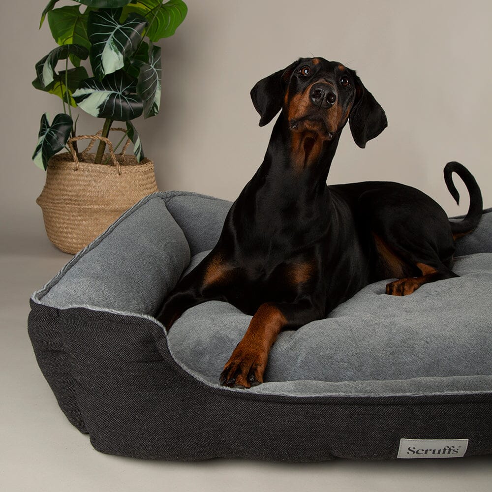 Scruffs memory dog bed sales