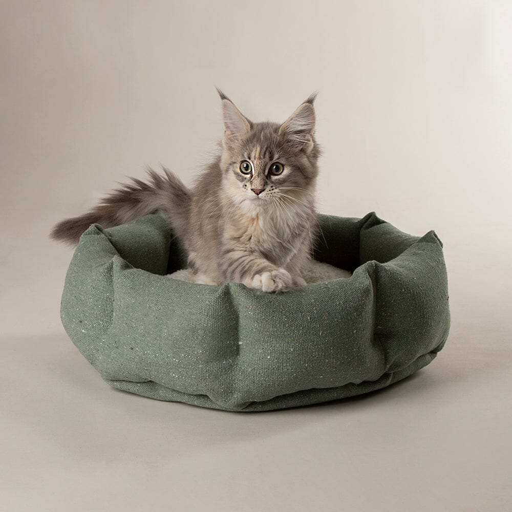 Eden Cat Bed in Sage Green modelled by maine coon cat