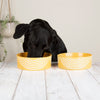 Aztec 2 Piece Dog Food & Water Bowl Set - Sunflower Yellow Pet Bowls, Feeders & Waterers Scruffs® 19 x 19 x 8cm | 1.6L 