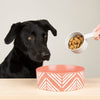 Aztec 2 Piece Dog Food & Water Bowl Set - Terracotta Orange Pet Bowls, Feeders & Waterers Scruffs® 