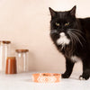 Aztec 2 Piece Cat Food Bowl & Saucer Set - Terracotta Orange Pet Bowls, Feeders & Waterers Scruffs® 