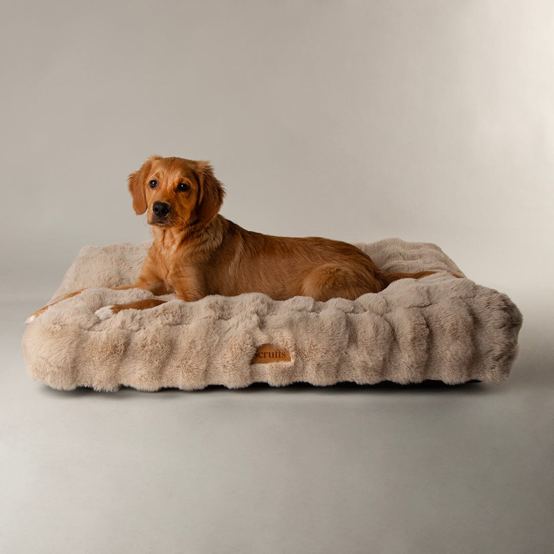Pet Mattresses Dog Mattresses Dog Beds Scruffs petslovescruffs