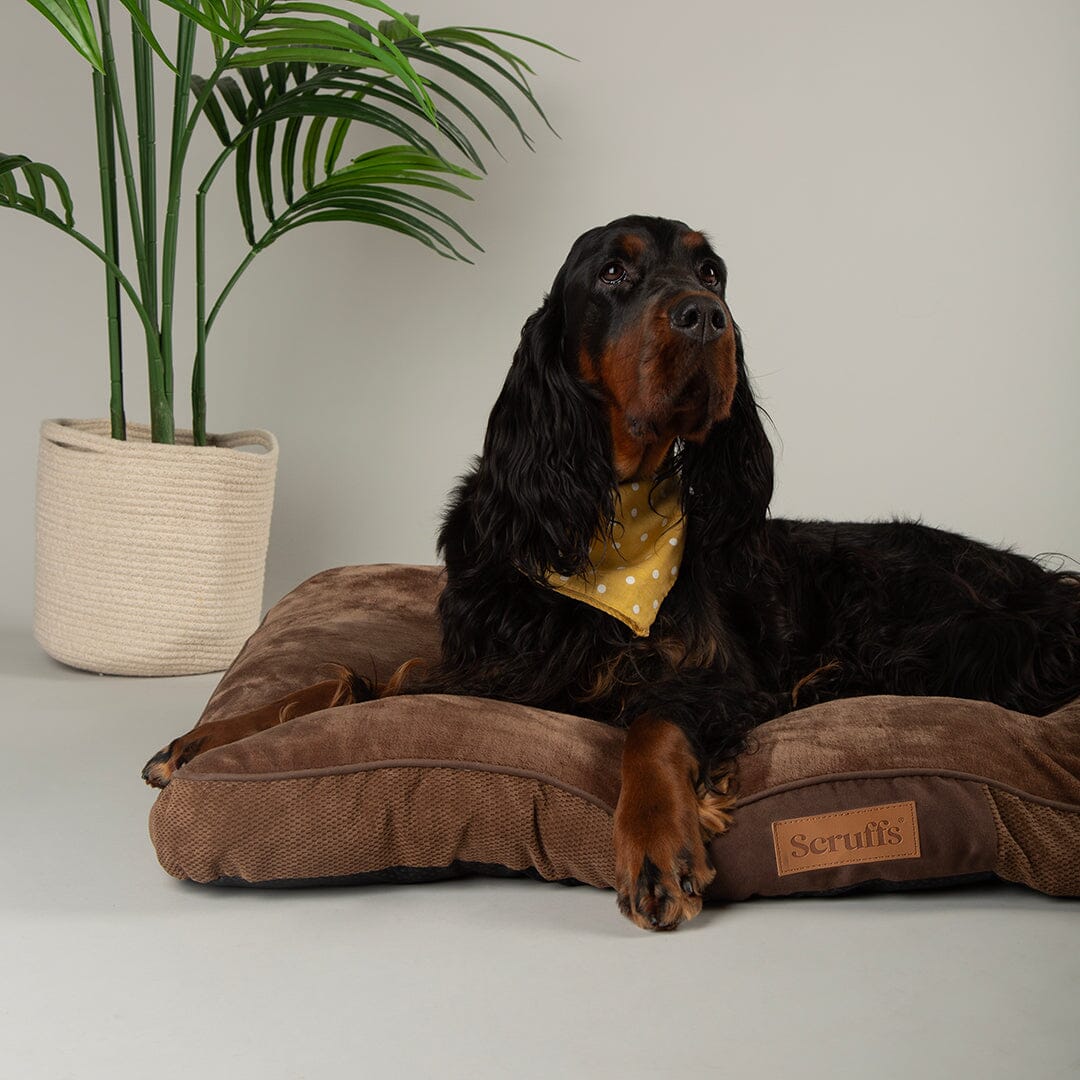 Chester Mattress - Chocolate Brown Dog Bed Scruffs® 